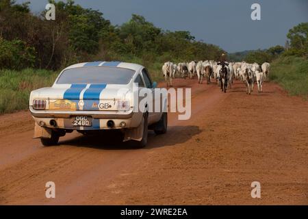 10/10/15.  A Ford Mustang from Atlantic to Pacific on the Tranz Amanonica Highway in the Amazon rainforest  - thought to be the first car of its type Stock Photo