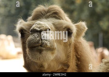 The picture of a gray camel, photographed while eating, in the zoo. Stock Photo