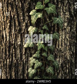 The picture of a very beautiful tree and a climbing plant grows on it and surrounds it with its leaves. High quality photo Stock Photo