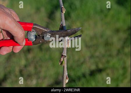 A man is pruning a tree with a pair of scissors. Stock Photo