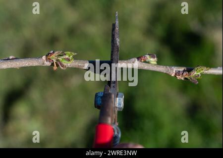 A man is pruning a tree with a pair of scissors. Stock Photo