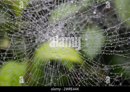Rain drops on a spider's web in a garden in Darjeeling, India Stock Photo