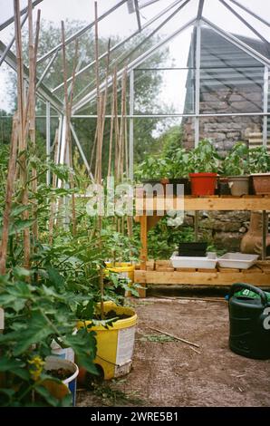 Greenhouse in garden with a variety of plant pots and plants like tomato's  - abstract vertical 35mm film Stock Photo