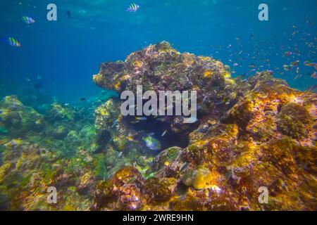 Various tropical fish abudefduf feed in the warm unser water of the ocean among corals. School of parrot fish spawning and feeding shallow water, shoa Stock Photo