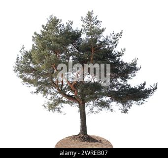 A lonely crooked pine tree grows on a hill. Isolated on white Stock Photo