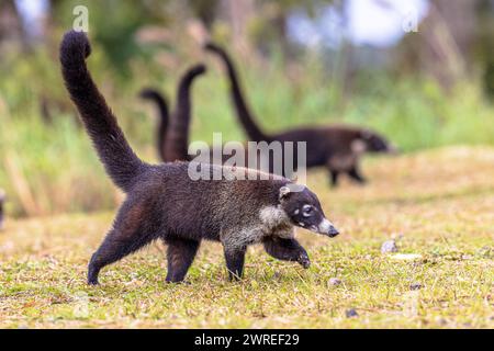 Group of white-nosed coati (Nasua narica),[2] also known as the coatimundi is a species of coati and a member of the family Procyonidae (raccoons and Stock Photo