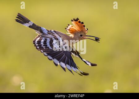 Eurasian hoopoe (Upupa epops) bird with beetle insect in beak and raised crest. One of the most beautiful birds of Europe aproaching nesting site. Wil Stock Photo