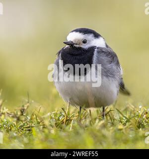 Frontal view of White Wagtail (Motacilla alba) sitting in grass of green meadow. This migratory bird is quite common in Europe. Wildlife scene of Euro Stock Photo
