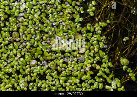 Duckweed - Cultivation of duckweed. Lemna trisulca . Stock Photo