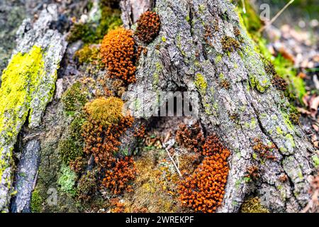 A closeup shot of a tree trunk covered in vibrant orange and green moss Stock Photo
