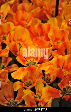 Red and yellow Single Early tulips (Tulipa) Flair bloom in a garden in April Stock Photo