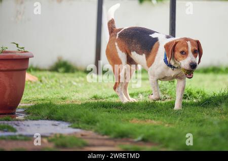 Cute funny beagle dog running with ball on garden Stock Photo