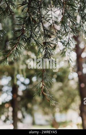 Raindrops on a fluffy fresh branches of larch. Close-up. Selective focus. Stock Photo