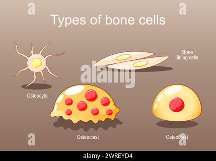 Types of bone cells for Bone formation, resorption and remodeling. Osteocyte, lining cells, osteoblast, osteoclast. Osteogenesis. Isometric flat vecto Stock Vector