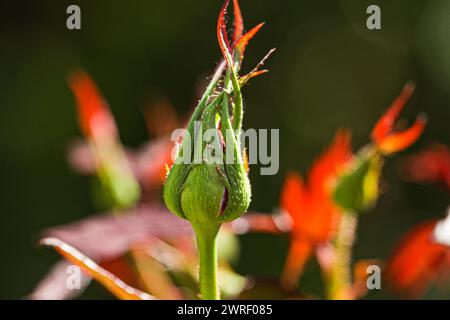 Pink Rosebud in Garden - Close up photograph of a delicate pink rosebud in a garden with a background of softly blurred greenery. Selective focus on Stock Photo