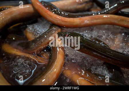 Belut Sawah, Monopterus albus, eel on ice box in the supermarket. Stock Photo