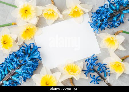 Blank card, yellow daffodils and blue hyacinths on gray background. Top view, flat lay, mockup. Spring concept. Stock Photo