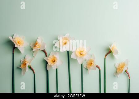 Daffodils flat lay on light green table. Hello spring, floral banner. Beautiful daffodil flowers. Happy Easter, mothers day, womens day concept. Top v Stock Photo