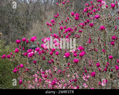 Large, deep pink flowers of the New Zealand bred, early to mid spring flowering hardy tree, Magnolia 'Felix Jury' Stock Photo