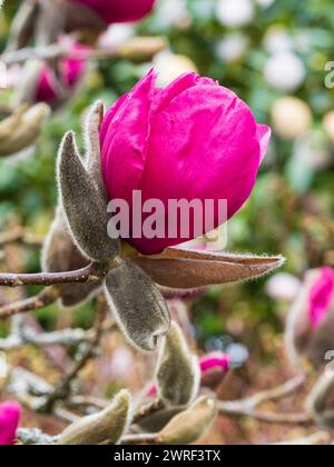 Large, deep pink flower of the New Zealand bred, early to mid spring flowering hardy tree, Magnolia 'Felix Jury' Stock Photo