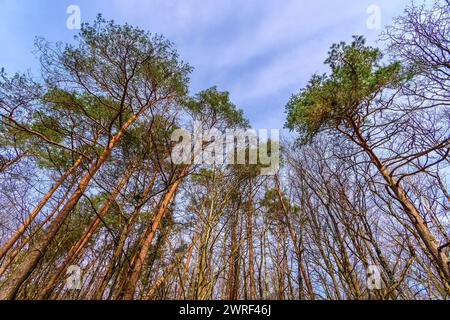 Mixed woodland in Winter with Maritime pine trees - central France. Stock Photo