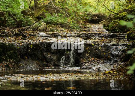 A small forest stream flows among dense grass, trees and shrubs. Forest plants and blue sky are reflected in the cool clear water of the stream. Water Stock Photo