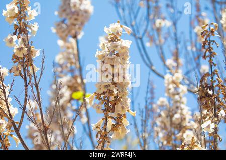 Growing Paulonia Imperial (Paulownia tomentosa) white-pink clusters of inflorescences delicate paulonia flowers against blue sky sunny day. selective Stock Photo