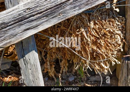 Old swivled up tobacco leaves still hang from a wooden beem from a fallen down abandoned drying barn in rural Virginia. Stock Photo