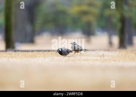 White-cheeked starling (Spodiopsar cineraceus), Tokyo, Japan Stock Photo