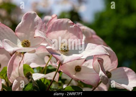 Pink and white dogwood flowers blooming in the summer garden Stock Photo