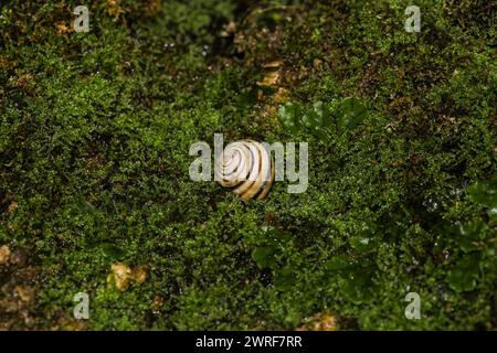 snail shell lies on green moss. empty shell of a river snail lying on a moss close-up. bright green moss, place for text. green natural background. ma Stock Photo