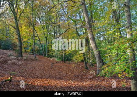 Deciduous woodland in autumn with carpet of fallen leaves, Burghclere, Hampshire, England, United Kingdom, Europe Stock Photo