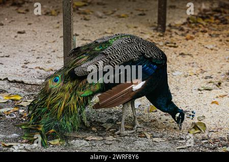 Peacock eating scraps from the ground in an animal farm. High quality photo Stock Photo