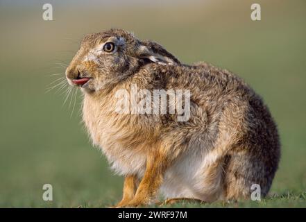 Brown Hare (Lepus europaeus) adult in grass field, Loch Gruinart RSPB Nature Reserve, Hebrides, Islay, Scotland, April 2004 Stock Photo