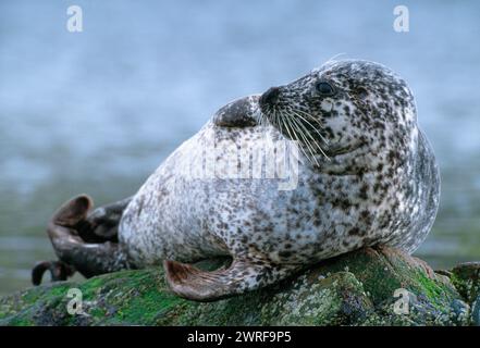 Common / Harbour Seal (Phoca vitulina) hauled out on off-shore rocks, Islay, Hebrides, Scotland, April 2005 Stock Photo
