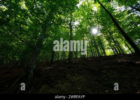 Sun beams through thick trees branches in dense green forest Stock Photo