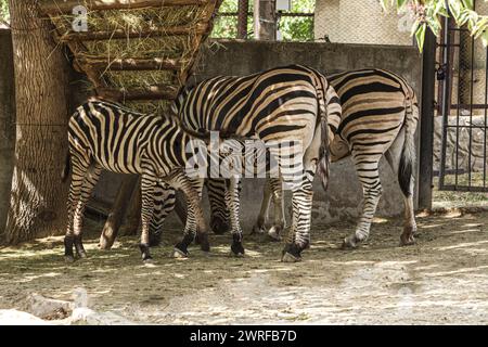 In the photo, the baby zebra is caught suckling from its mother while the mother zebra is eating well. Stock Photo