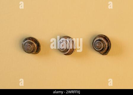 Three banded snail shells in a row on a plain yellow background Stock Photo