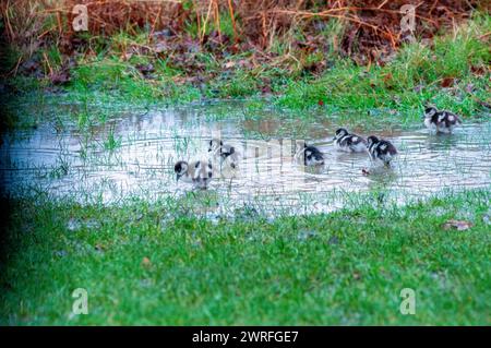 London, UK, 12 March 2024 Egyptian geese with goslings.  Heavy rain causes floods in Richmond park. Credit: JOHNNY ARMSTEAD/Alamy Live News Stock Photo
