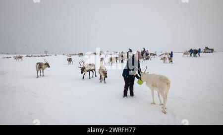 People are feeding reindeer on a Saami reindeer farm in a snowy landscape above the artcic circle, near Tromso, northern Norway. Stock Photo