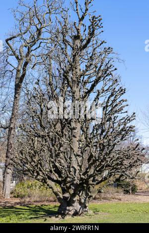 Gnarly oak tree in sunlight at daytime Stock Photo