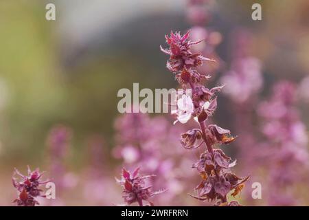 Closeup Sweet Basil flower with leaves, soft focus.Ocimum basilicum Magic Blue. Close up of Dark opal basil flowers blooming. Basil blooms in garden. Sweet Basilicum, Thai Basil, Ocimum basilicum Linn Stock Photo