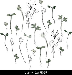 hand drawn microgreens vector illustration. Contour sprouts of watercress, spinach, mustard cress and peas, radish, sunflower, basil plant. Set for Stock Vector