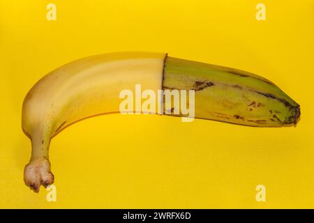 The picture of a banana that is on the way to extinction and it is shown how half of the banana is good to eat and half is spoiled. High quality photo Stock Photo