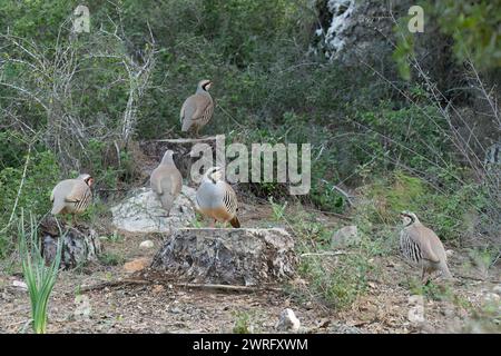 A group of rock partridges among bushes in the Judea mountains, Israel. Stock Photo