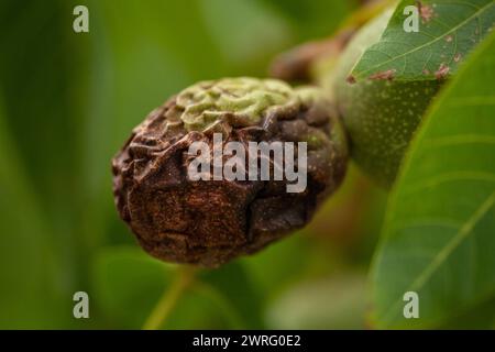 A rotten nut in a healthy and green tree, with wrinkled bark. High quality macro picture. Stock Photo