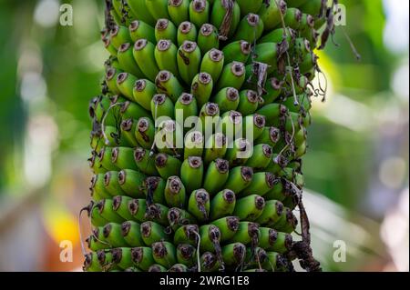 Green bananas growing on trees. Green tropical banana fruits close-up on banana Stock Photo