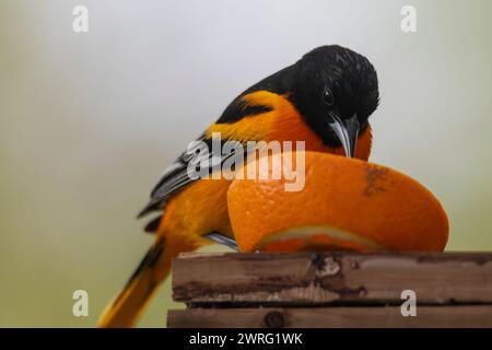 Baltimore oriole, Icterus  looking for food while on a migration path Stock Photo