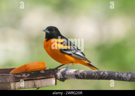 Baltimore oriole, Icterus  looking for food while on a migration path Stock Photo
