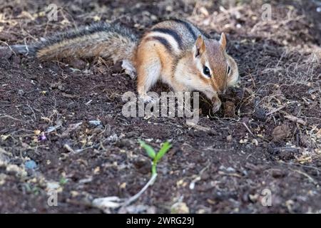 eastern chipmunk ,Tamias striatus, searching for food on the ground, Brownsburg-Catham, Quebec, Canada Stock Photo